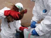 Прв случај на птичји грип кај луѓе во Европа потврден во Италија