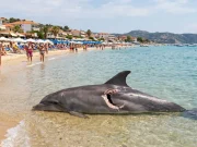 Ужасна сцена на плажа во Ханиоти: Морето исфрли труп од делфин со морничави каснувања, туристите во страв од ајкули