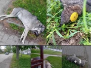 Граѓани предупредуваат: Се расфрла отров низ Кисела Вода, неколку кучиња веќе се отруени, опасно е и за луѓето!